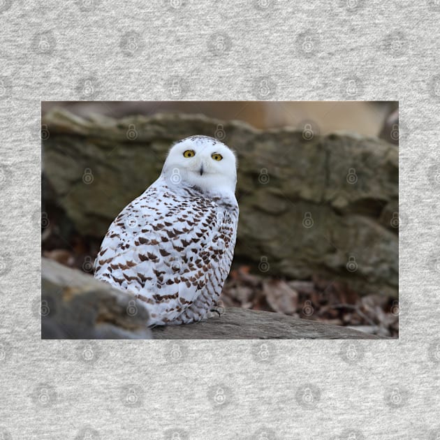 Snowy Owl by Jim Cumming